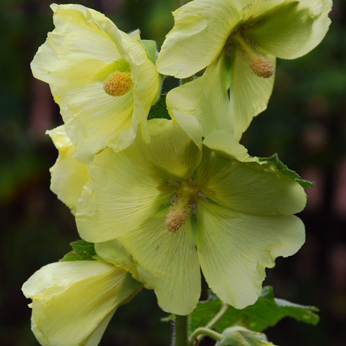 HOLLYHOCK 'LEMON LIGHT' seed image