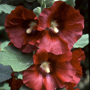 HOLLYHOCK 'REDS AND PINKS' seed image