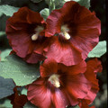HOLLYHOCK 'REDS AND PINKS' seed image