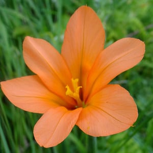 HOMERIA COLLINA seed image