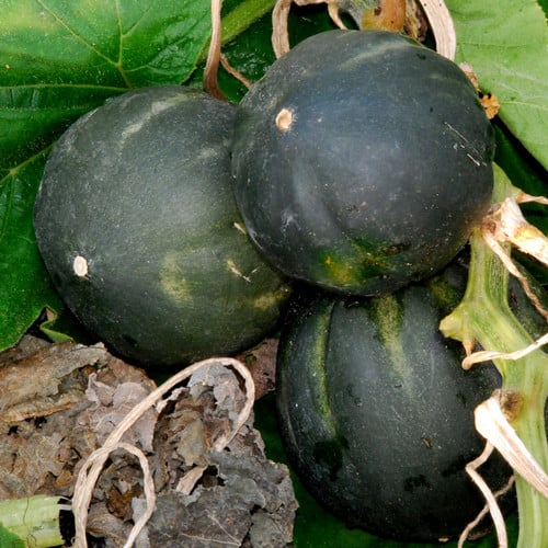 SQUASH HONEY BEAR F1 seed image