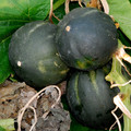 SQUASH HONEY BEAR F1 seed image