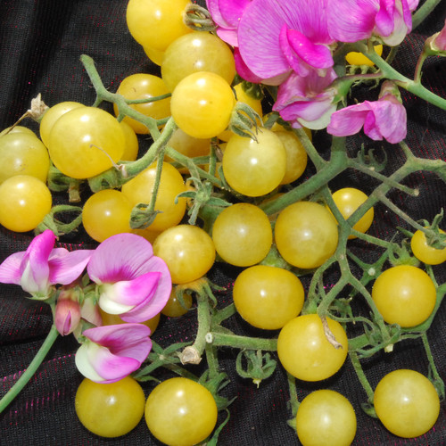 TOMATO HONEY BUBBLES seed image