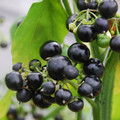 HUCKLEBERRY seed image