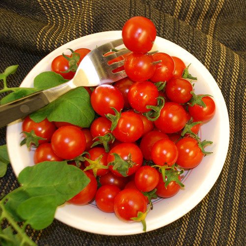 TOMATO HUNDREDS AND THOUSANDS seed image