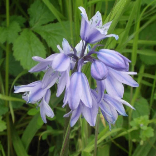 HYACINTHOIDES HISPANICA seed image