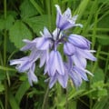 HYACINTHOIDES HISPANICA seed image
