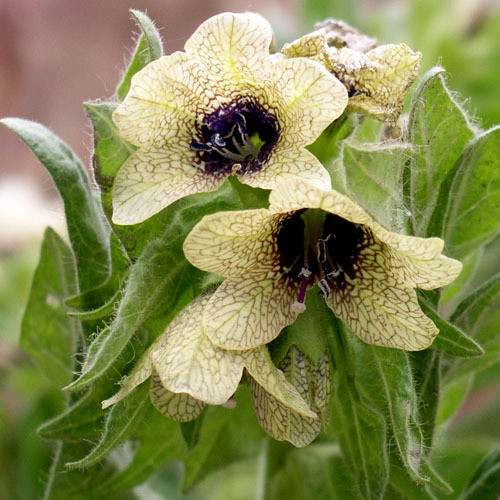 HYOSCYAMUS NIGER seed image