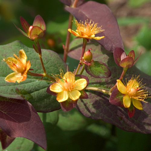HYPERICUM ALBURY PURPLE seed image