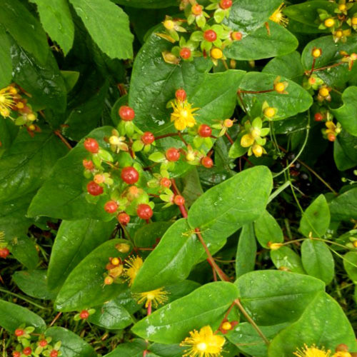 HYPERICUM ANDROSAEMUM seed image