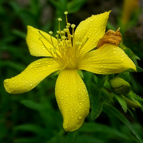 HYPERICUM BUPLEUROIDES seed image