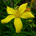 HYPERICUM BUPLEUROIDES seed image