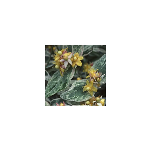 HYPERICUM 'GLADYS BRABAZON' seed image