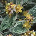 HYPERICUM 'GLADYS BRABAZON' seed image