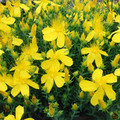 HYPERICUM OLYMPICUM seed image