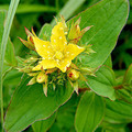 HYPERICUM PERFORATUM seed image