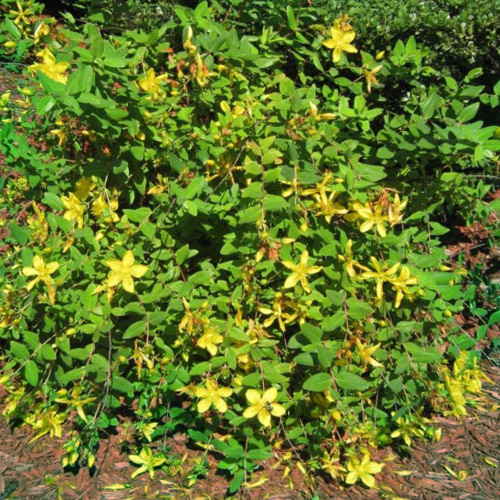 HYPERICUM PSEUDOHENRYI seed image