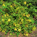 HYPERICUM PSEUDOHENRYI seed image