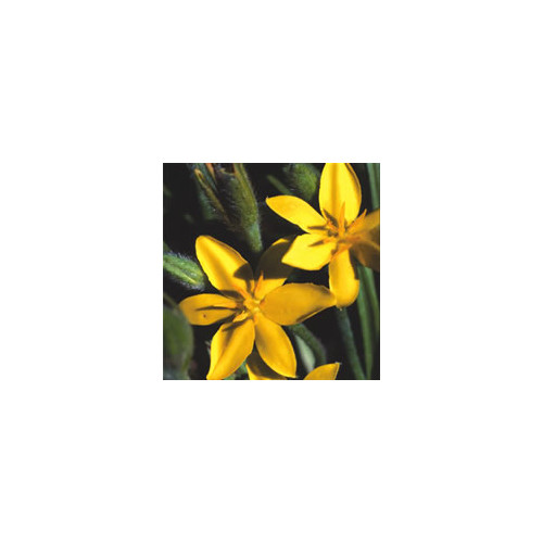 HYPOXIS ROOPERI seed image