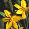 HYPOXIS ROOPERI seed image