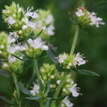 HYSSOPUS OFFICINALIS ALBUS seed image