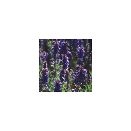 HYSSOPUS OFFICINALIS BLUE seed image