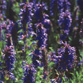 HYSSOPUS OFFICINALIS BLUE seed image