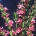 HYSSOPUS OFFICINALIS ROSEUS seed image