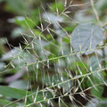 HYSTRIX PATULA seed image