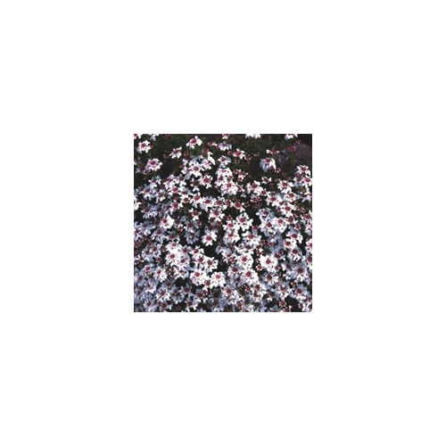 IBERIS SEMPERVIRENS 'COMPACTA' seed image