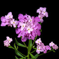 IBERIS UMBELLATA seed image