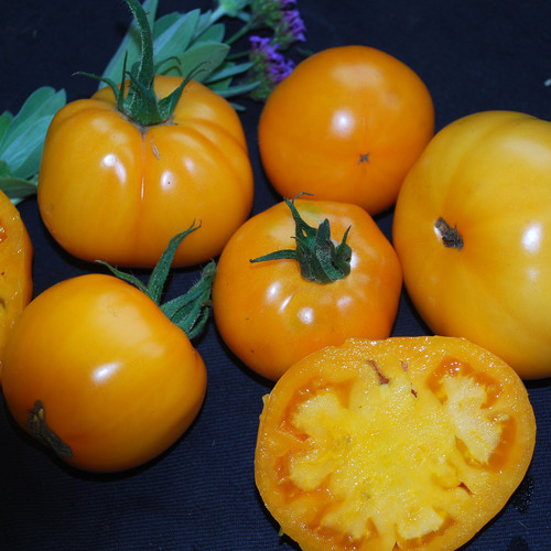 TOMATO ILSE'S YELLOW LATVIAN seed image