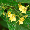 IMPATIENS CAPENSIS 'AUTUMN BEES' seed image