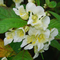 IMPATIENS CAPENSIS 'AUTUMN CANARIES' seed image