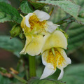IMPATIENS SCABRIDA seed image