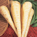 PARSNIP IMPERIAL CROWN seed image