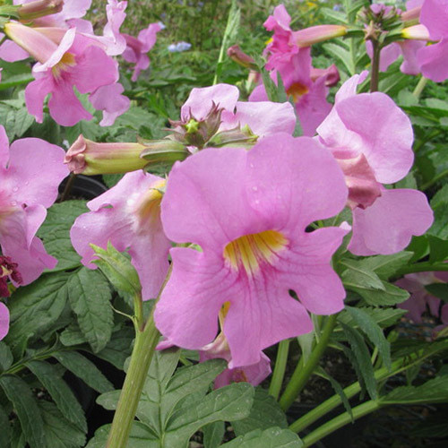 INCARVILLEA DELAVAYI 'BEES PINK' seed image