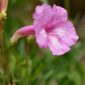 INCARVILLEA OLGAE seed image