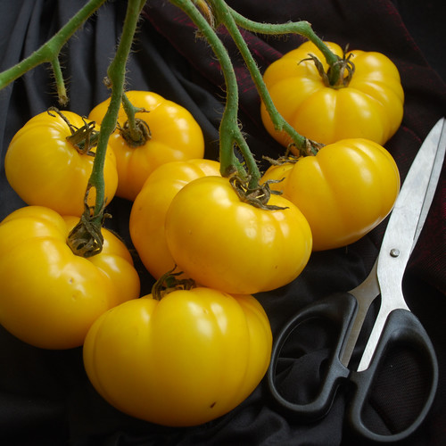 TOMATO INDIAN MOON seed image