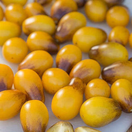 TOMATO INDIGO PEAR DROPS seed image