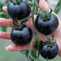 TOMATO INDIGO ROSE seed image