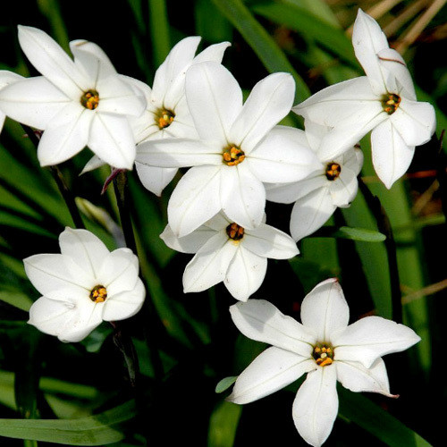 IPHEION 'ALBERTO CASTILLO' seed image