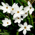 IPHEION 'ALBERTO CASTILLO' seed image