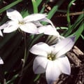 IPHEION UNIFLORUM seed image