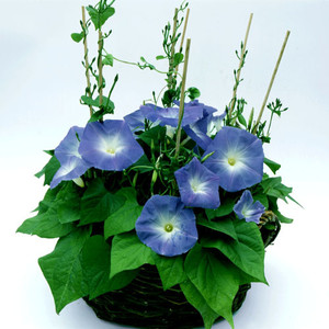IPOMOEA 'CLARKE'S HEAVENLY BLUE' seed image
