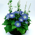 IPOMOEA 'CLARKE'S HEAVENLY BLUE' seed image