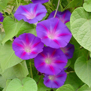 IPOMOEA PURPUREA 'GRANDPA OTT'S' seed image