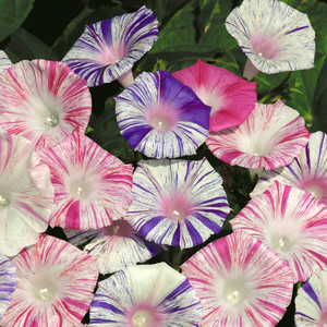 IPOMOEA PURPUREA 'CARNEVALE DI VENEZIA' seed image