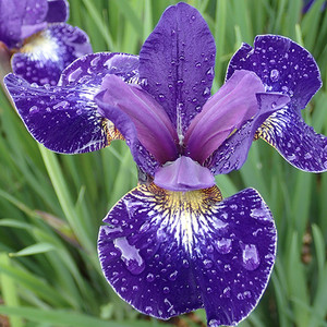 IRIS BLUE RIBAND seed image