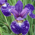 IRIS BLUE RIBAND seed image